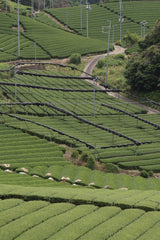 Samidori Single Cultivar Matcha